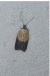 Acleris variegana
