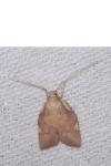 Carcina quercana