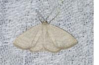Scopula immutata
