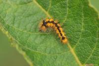 Acronicta auricoma