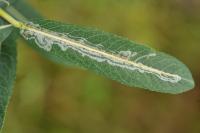 Phyllocnistis saligna