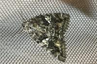 Catocala sponsa