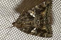 Catocala sponsa