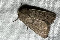 Hoplodrina ambigua