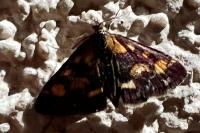 Pyrausta purpuralis