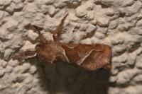 Triodia sylvina