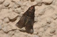 Acrobasis advenella