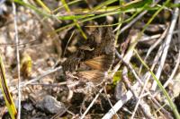 Autographa gamma