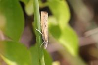Agriphila inquinatella