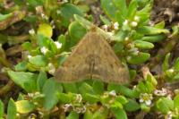 Pyrausta despicata despicata