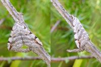 Aplocera