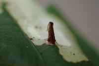 Tischeria ekebladella