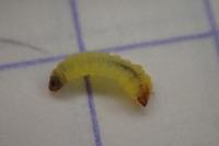 Tischeria ekebladella