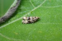 Celypha lacunana