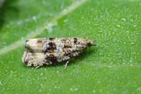 Celypha lacunana
