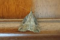 Hypena rostralis