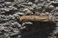 Agriphila geniculea