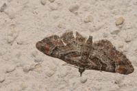 Gymnoscelis rufifasciata