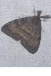 Lymantria dispar