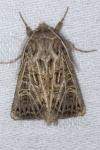 Tholera decimalis