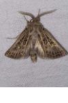 Tholera decimalis