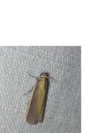 Oncocera semirubella