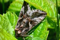 Autographa gamma