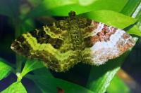 Epirrhoe alternata