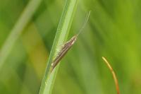 Coleophora caespititiella