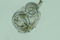 Coleophora caespititiella