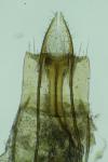 Coleophora caespititiella