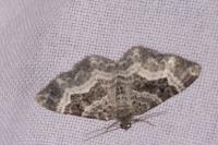 Epirrhoe alternata