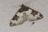Xanthorhoe fluctuata