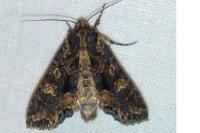Mniotype satura