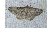Peribatodes rhomboidaria rhomboidaria