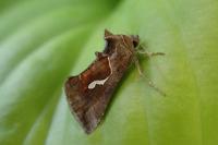 Macdunnoughia confusa