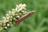 Oncocera semirubella
