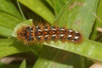 Acronicta rumicis