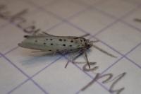 Yponomeuta sedella