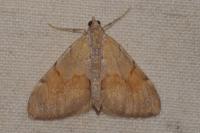 Pennithera firmata firmata