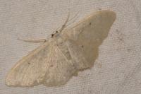 Idaea straminata