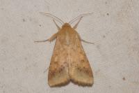 Helicoverpa armigera