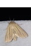 Mythimna impura