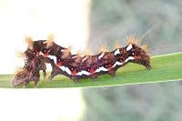 Acronicta rumicis