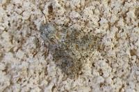 Polymixis flavicincta flavicincta