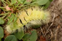 Calliteara pudibunda