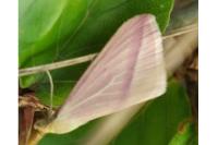 Rhodometra sacraria