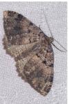 Triphosa dubitata