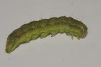 Helicoverpa armigera