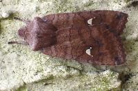 Eupsilia transversa